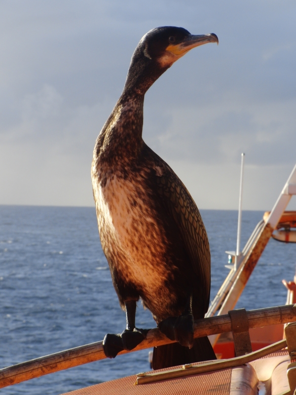 IL CORMORANO DEL MARE DEL NORD