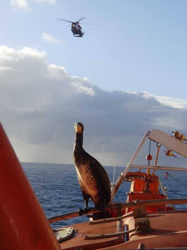 IL CORMORANO DEL MARE DEL NORD