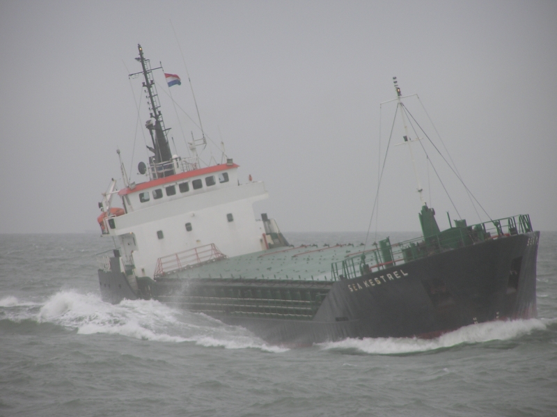 Sea Kestrel