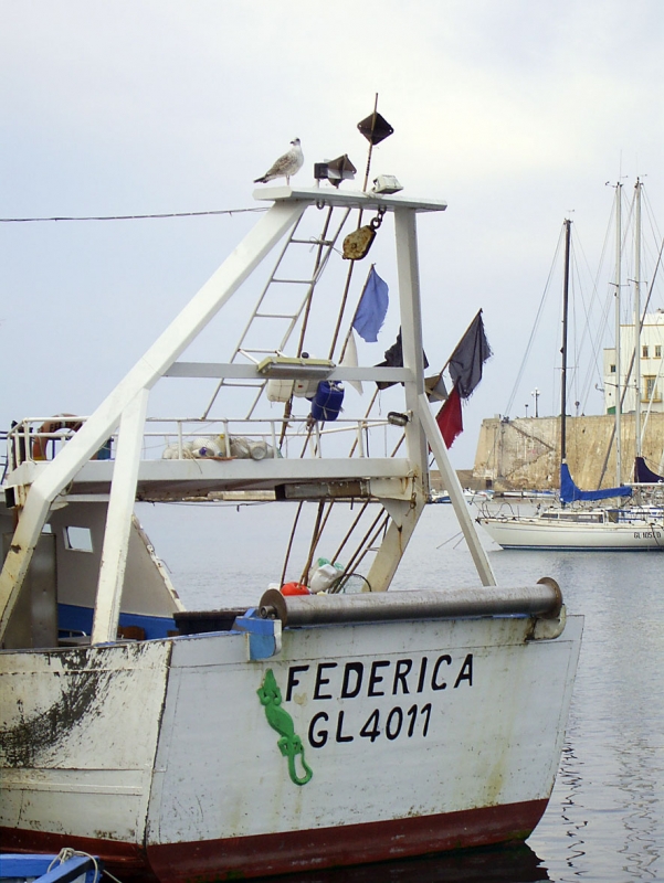 GABBIANO APPOLLAIATO SUL TRALICCIO DEL FEDERICA